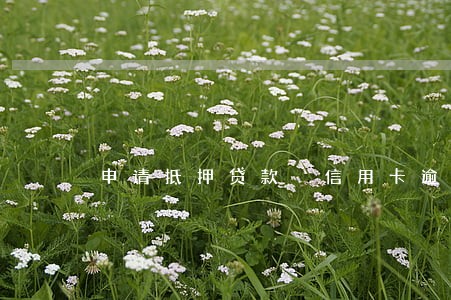 申请抵押贷款 信用卡逾期 申请抵押贷款 信用卡逾期